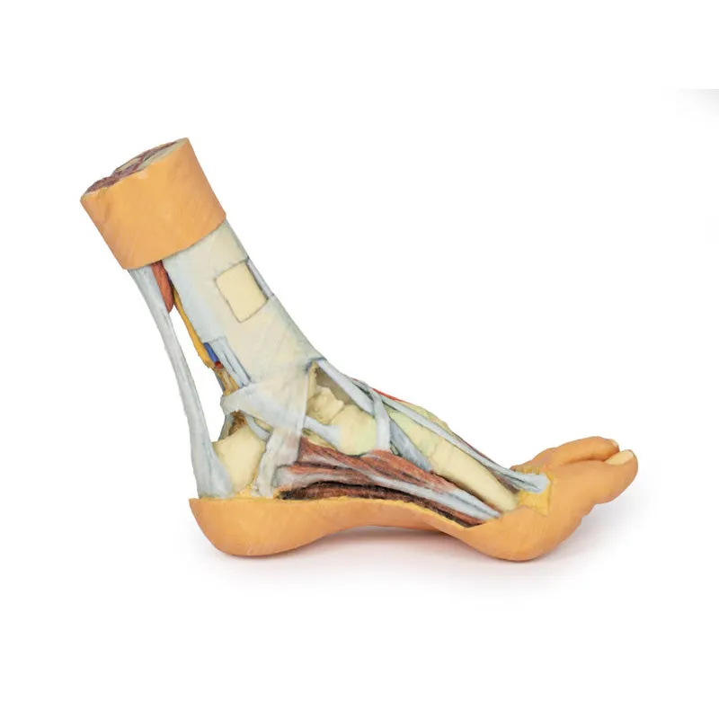 3D Printed Foot Model with superficial and deep dissection of foot