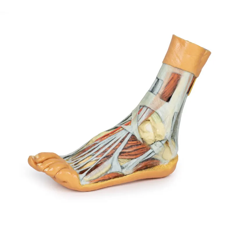 3D Printed Foot Model with superficial and deep dissection of foot