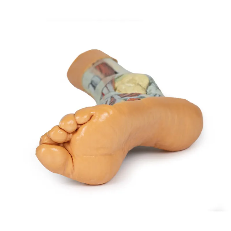 3D Printed Foot Model with superficial and deep dissection of foot