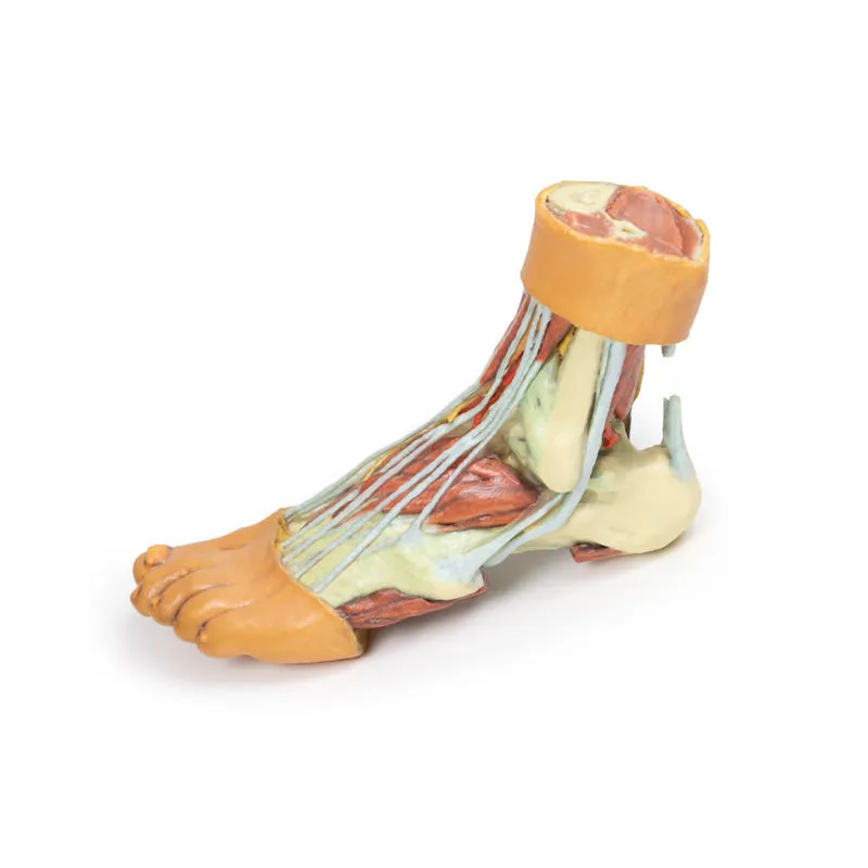 3D Printed Foot - Structures of the plantar surface