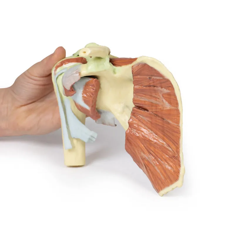 3D Printed Shoulder with deep dissection of a right shoulder