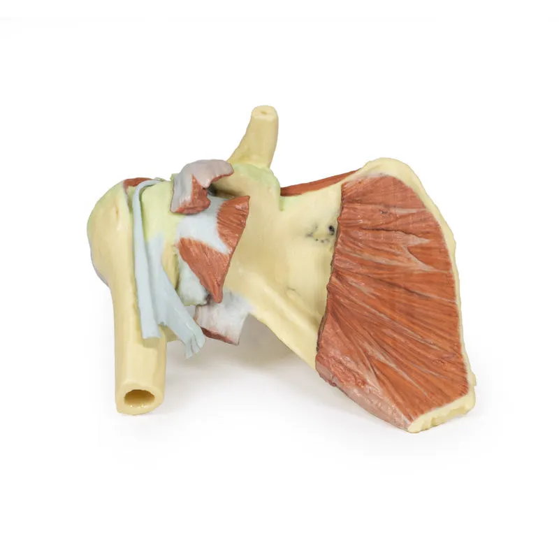 3D Printed Shoulder with deep dissection of a right shoulder