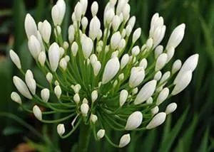 Agapanthus orientalis White