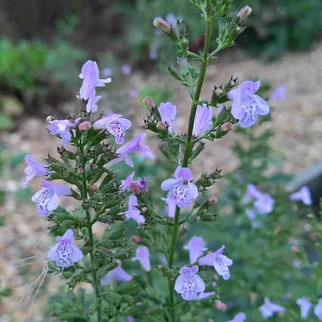 Blue Cloud Calamint