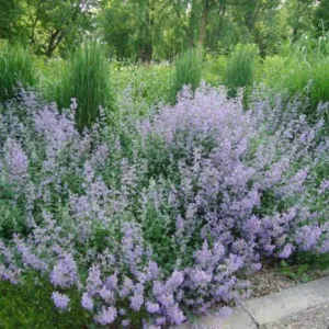 Blue Cloud Calamint