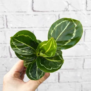 Calathea Roseopicta Green Prayer Plant House Plant 6cm Pot