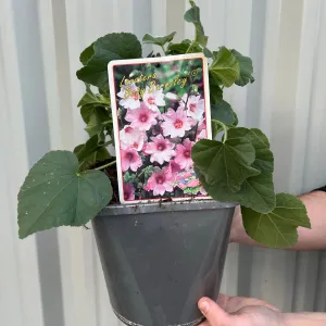 Lavatera 'Barnsley Baby' 9cm / 2L