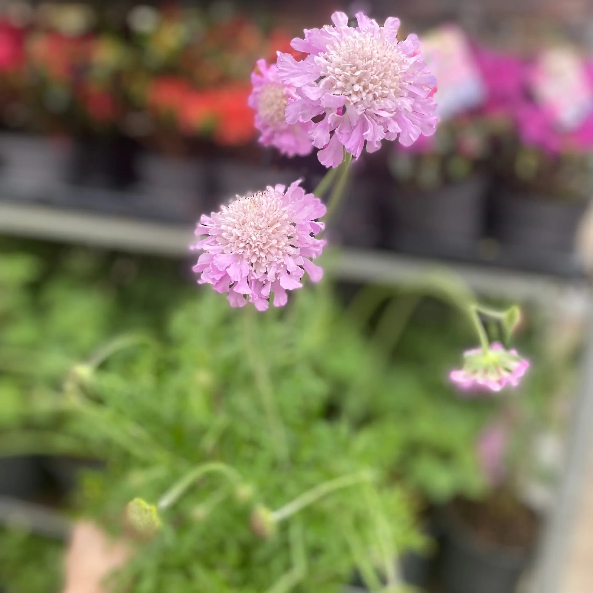 Scabiosa 'Pink Mist' 9cm/2L