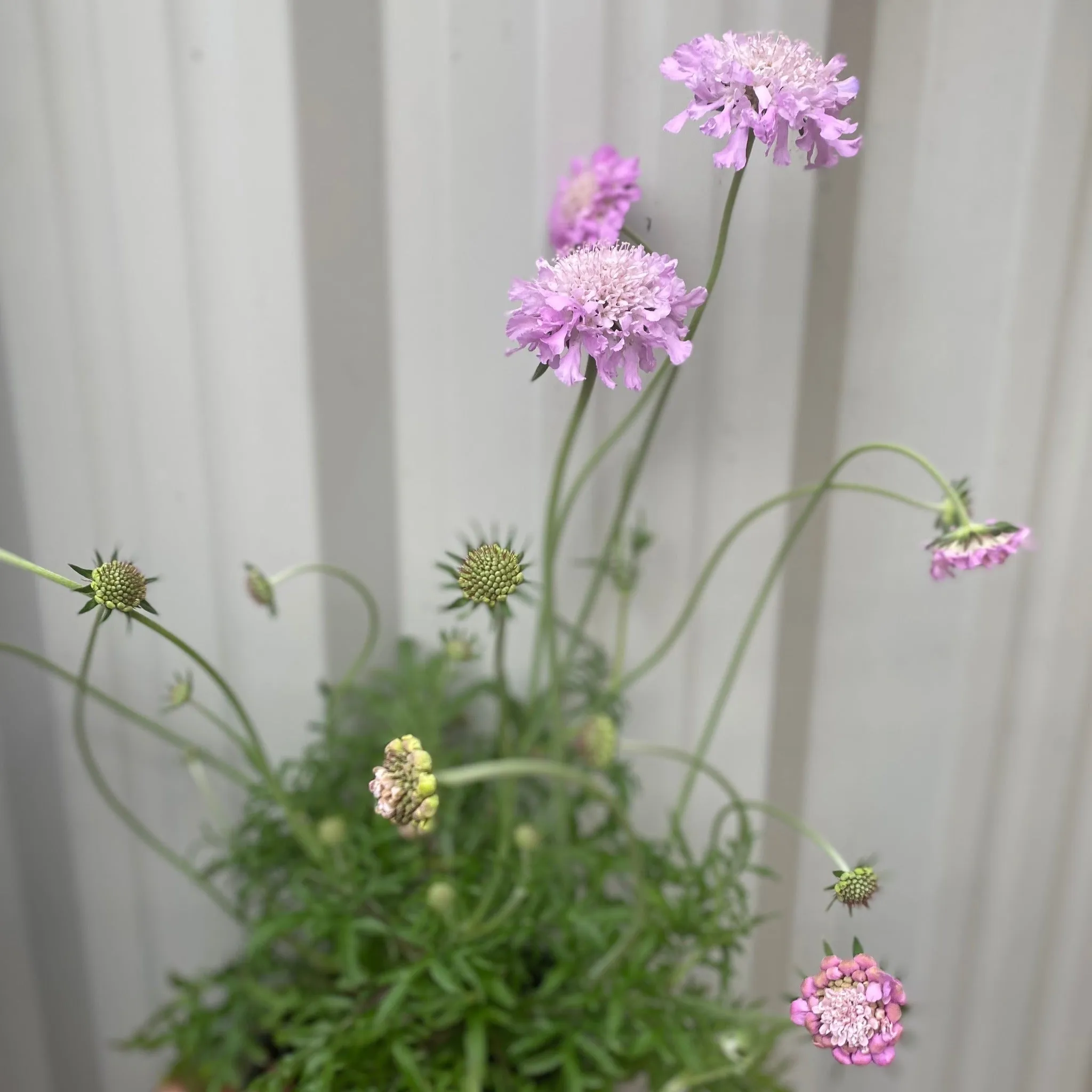 Scabiosa 'Pink Mist' 9cm/2L