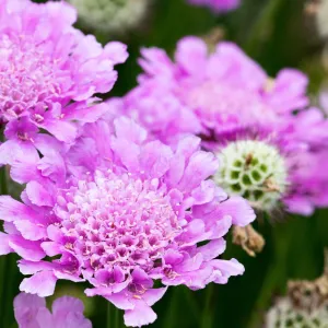 Scabiosa 'Pink Mist' 9cm/2L