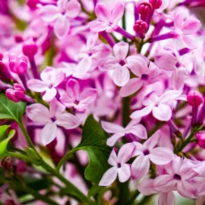 Syringa 'Josee' (Reblooming Lilac) 4L