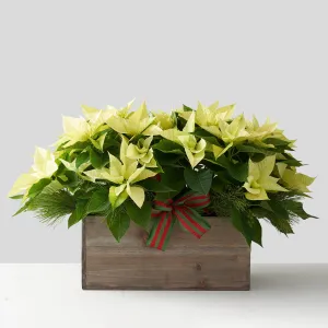 White poinsettias in large wooden box